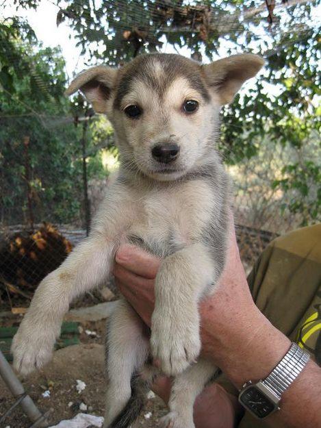 Preciosa cachorrita cruce de Husky busca un hogar