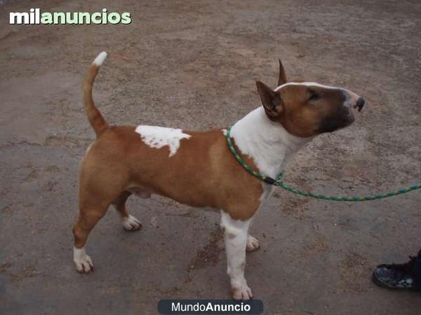 Se vende camada Bull Terrier