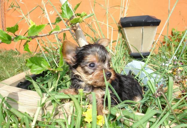 Yorkshire Terrier Miniatura