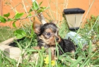 Yorkshire Terrier Miniatura - mejor precio | unprecio.es