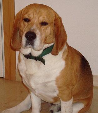 adoptar beagle de 6 años.