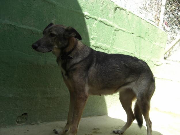 adopcion perro