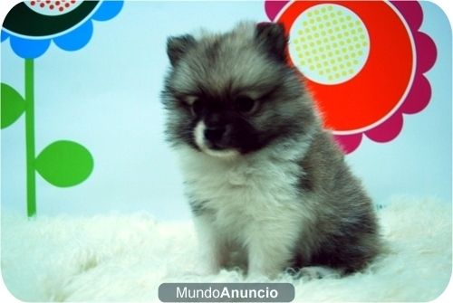 Cachorritos de Pomerania, pequeños y de calidad.