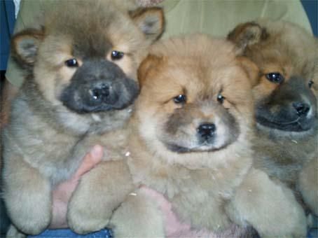 Fantásticos cachorros de Chow-chow