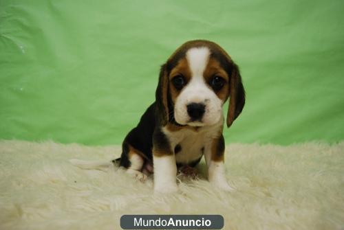 Para Tu Hogar Camada de beagles con 2 meses