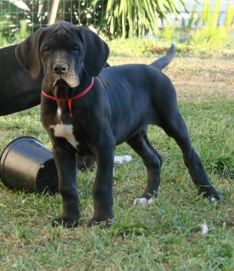 CACHORRA DE DOGO ALEMÁN (PARA EXPOSICIÓN)