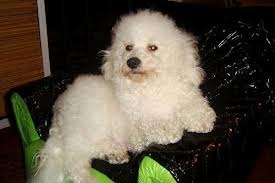 bichon frise