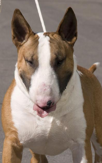 bull terrier excelente camada