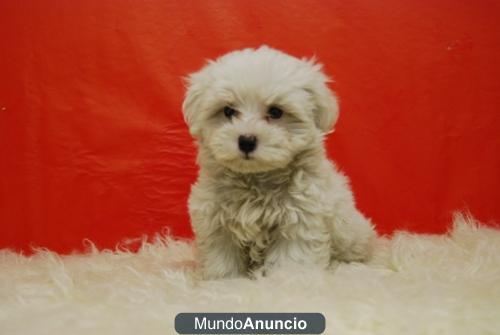 cachorritos de Bichon maltes de mucha calidad, ven a verlos\'¡