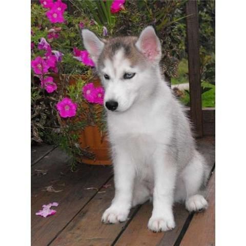 Cachorros Siberian Husky.