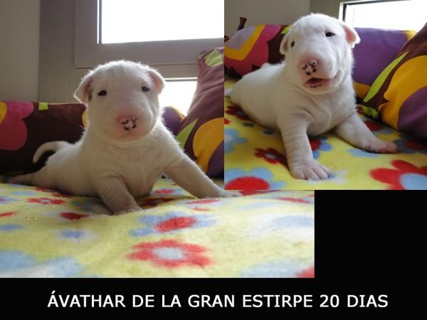 Camada  Disponible Bull Terrier.