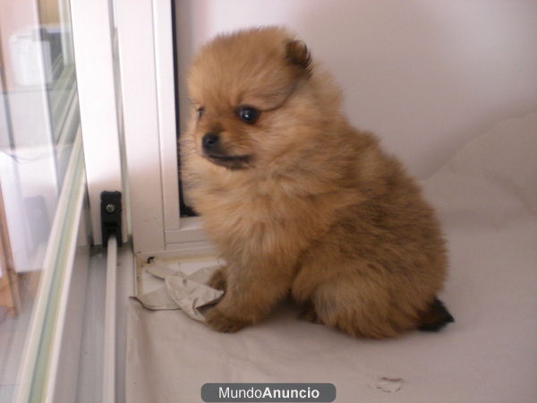 ESTUPENDOS POMERANIAS CON UNA CALIDAD INMEJORABLE