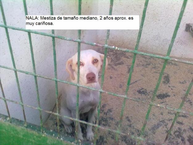 LA SACRIFICAN EL 27/12/10, NALA, PRECIOSA MESTIZA POINTER , MEDIANA, PERRERA DE HELLIN‏