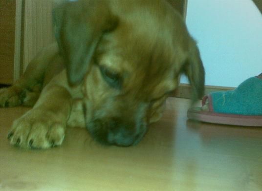 REGALO CACHORRO MESTIZO DE BOXER