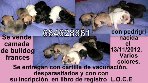 Se vende camada  de  bulldog frances  nascidos el 13 de  noviembre 2012