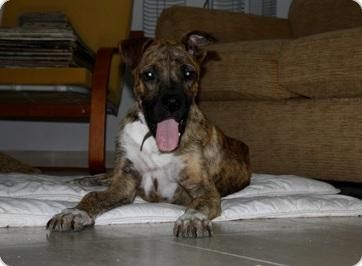 SIGUR, CRUCE DE BOXER EN ADOPCION.