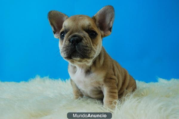 BULLDOG FRANCES FAWN, NEGROS, EXCELENTES ,PEDIGRE