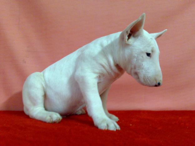 BULLTERRIER , CACHORRITOS CON EXCELENTE HUESO BUENA CALIDAD