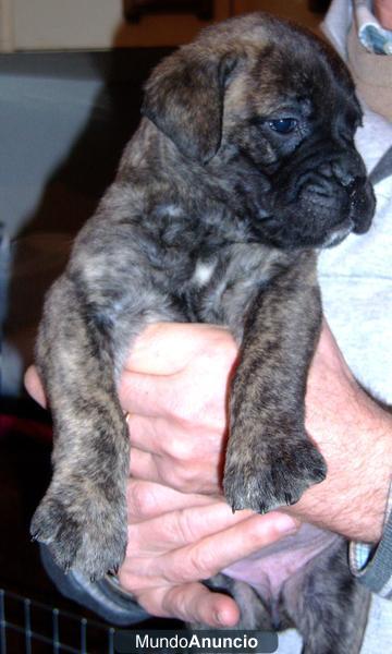 Cachorros Bullmastiff