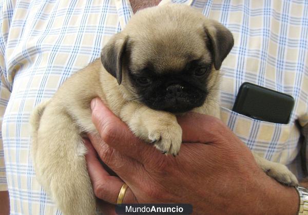 CACHORROS DE CARLINO ARENA