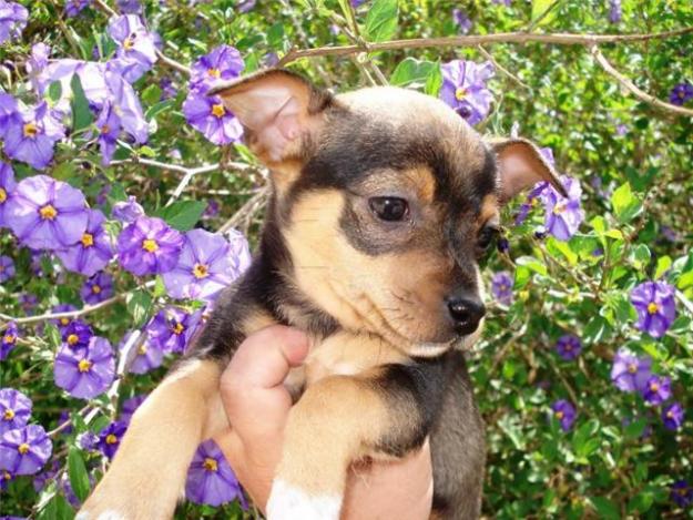 DOS CACHORRITOS DE RATONERO BUSCAN HOGAR URGENTE ESTABA EN LA PERRERA