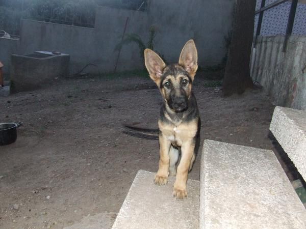 Pastor aleman cachorra