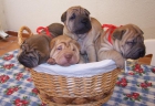 SE VENDEN CACHORROS DE SHAR PEI - mejor precio | unprecio.es