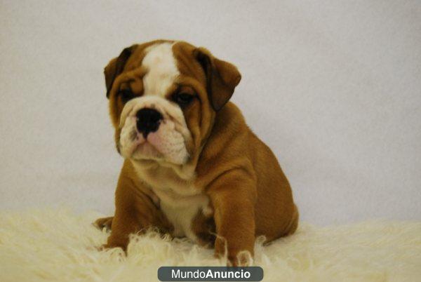 BULLDOG INGLES ALTA CALIDAD CACHORROS