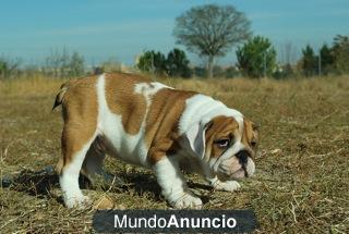 bulldog ingleses preciosa camada disponible con 2 meses excelentes lineas