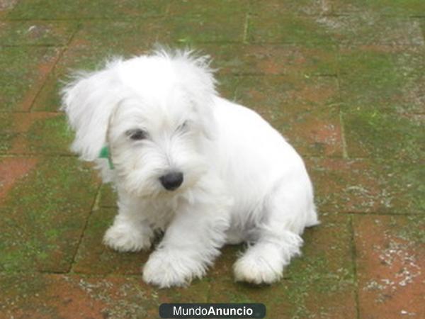 Cachorritos de schnauzer miniatura Blancos