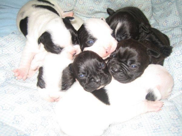 cachorros bulldog frances