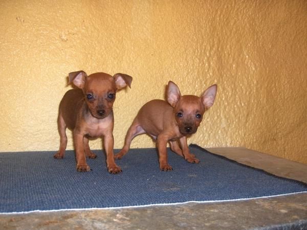 pinscher miniatura  enanos