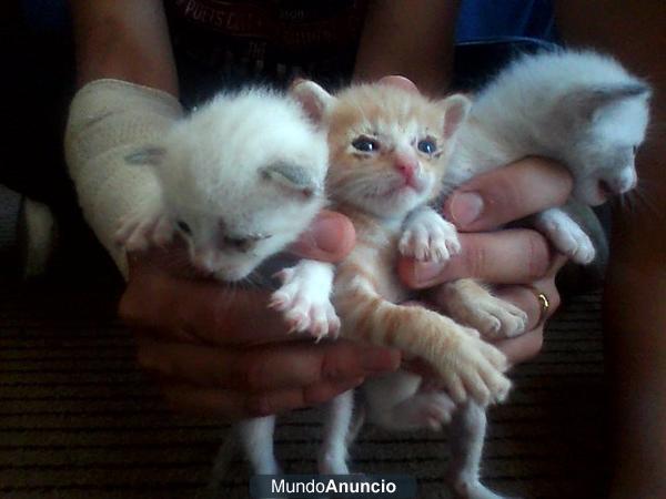 REGALAMOS GATITOS RECIEN NACIDOS