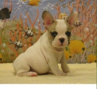 BULLDOG FRANCES 150EURO - mejor precio | unprecio.es