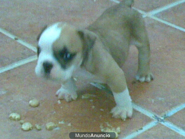 cachorro bulldog ingles buen pedigre