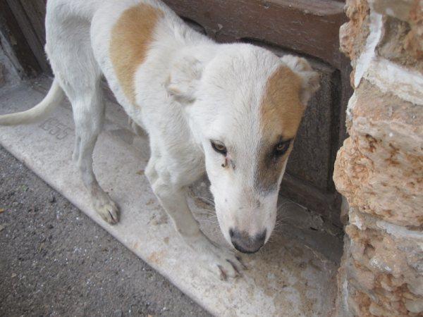 cachorro herido en la pata,precioso,acogida o adopcion