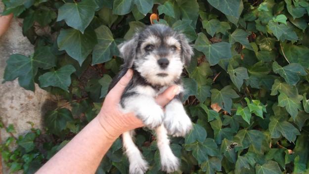 Lindos cachorros de schnauzer