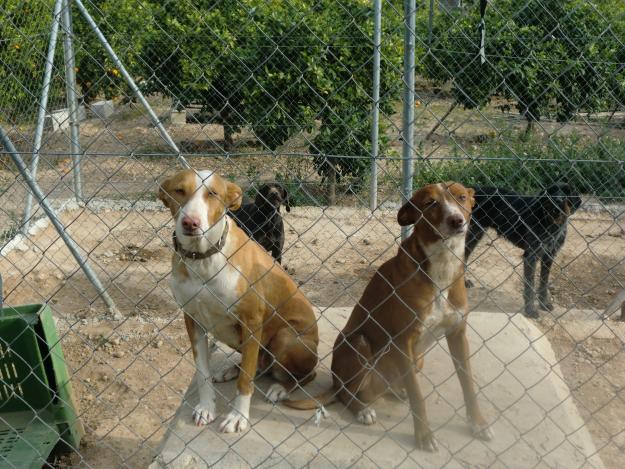 Podenco Andaluz