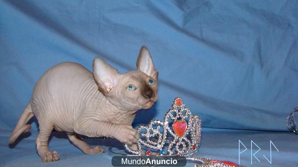 preciosa camada SPHYNX  gatos sin pelo