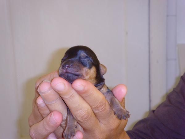 yorkshire terrier machos