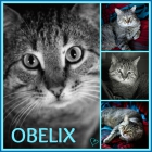 Gato obelix, tiene 2 años, en adopción - mejor precio | unprecio.es