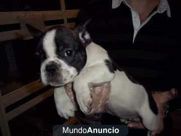 BULLDOG FRANCÉS NEGRO. EXCELENTE MORFOLOGÍA. PEDIGREE.