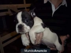 BULLDOG FRANCÉS NEGRO. EXCELENTE MORFOLOGÍA. PEDIGREE. - mejor precio | unprecio.es