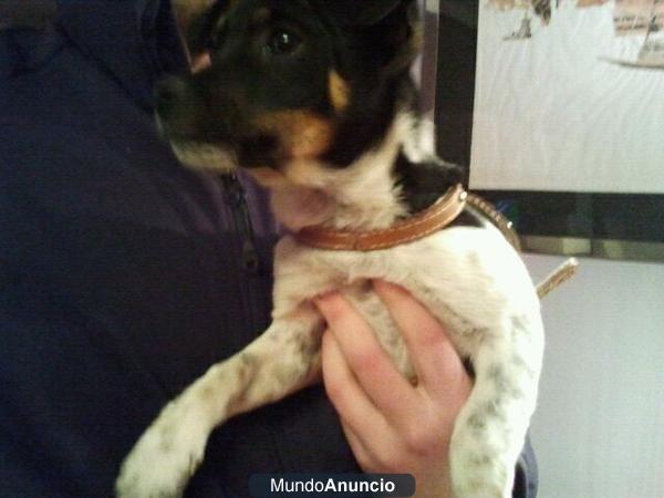 BENY cachorro de 6 meses urge acogida o adopcion