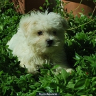 Bichon Maltes de calidad fotos reales - mejor precio | unprecio.es