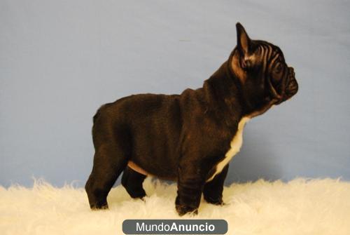 Bulldog frances, Blancos Con Parche , fawn y negros, excelente calidad y garantias