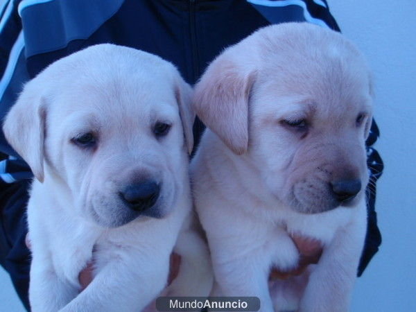 CAMADA CACHORROS LABRADOR RETRIEVER 200E