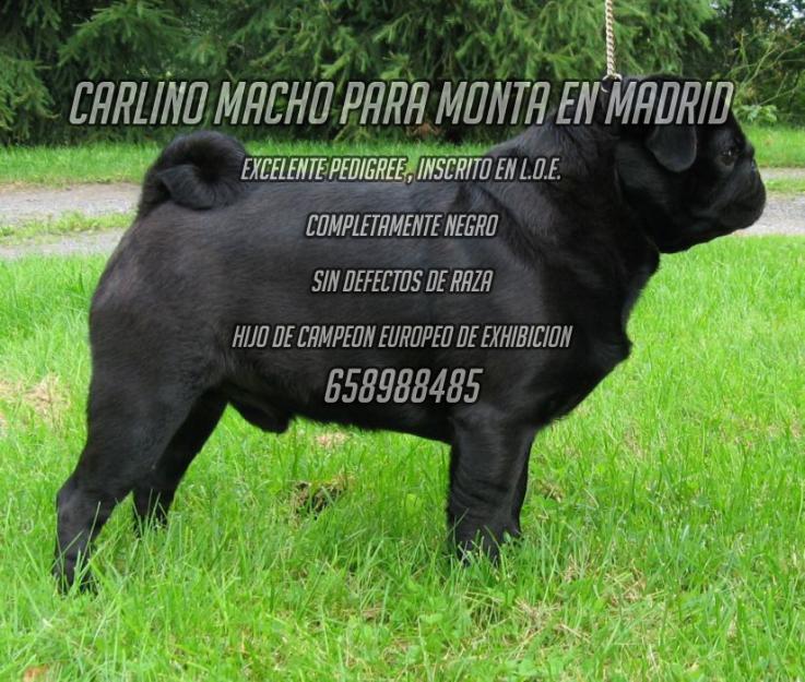 Carlino negro Macho para monta en Madrid