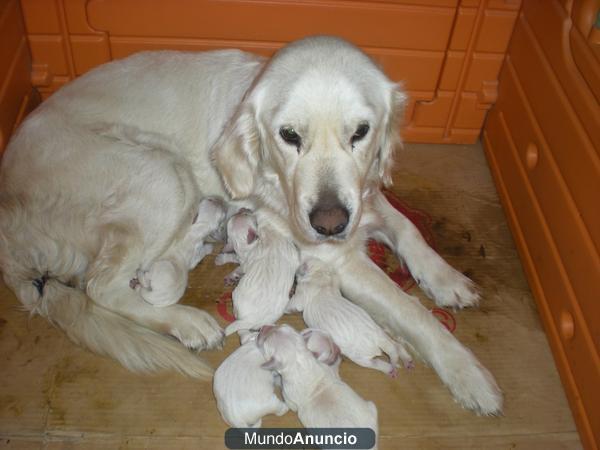 EXCELENTE CAMADA GOLDEN RETRIEVER