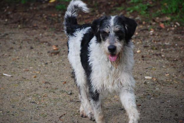 gino, perrito mediano en adopción